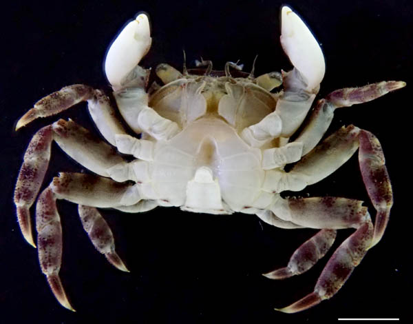 イソガニ（Hemigrapsus sanguineus）