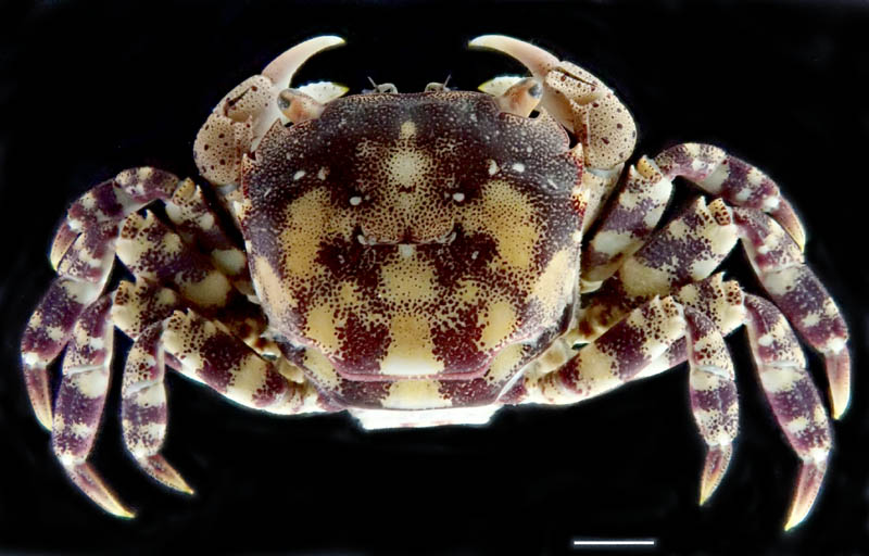 イソガニ（Hemigrapsus sanguineus）