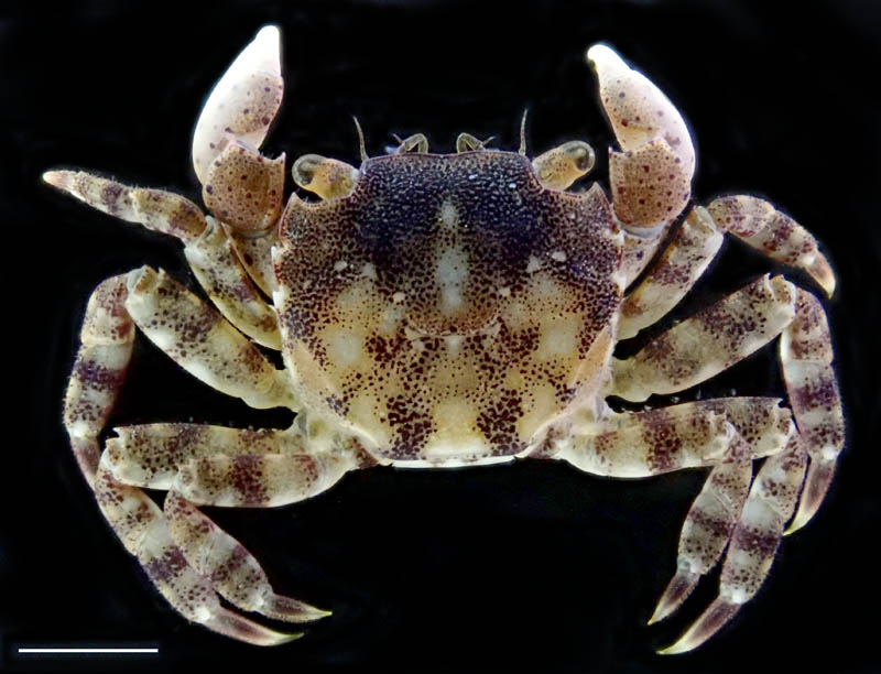 イソガニ（Hemigrapsus sanguineus）