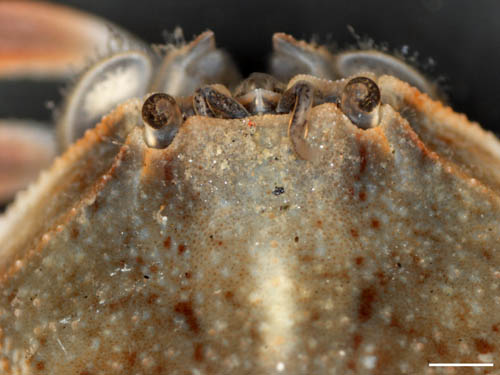 マメコブシガニ(Pyrhila pisum)