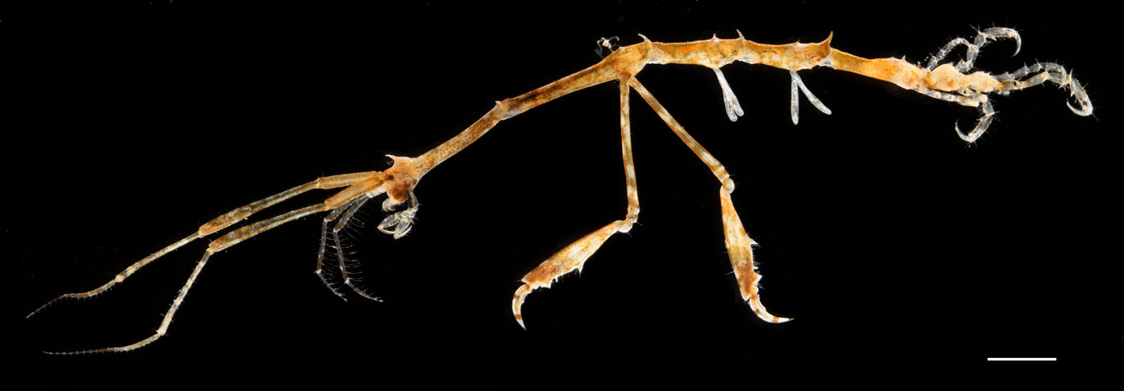 トゲワレカラ（Caprella scaura）の画像