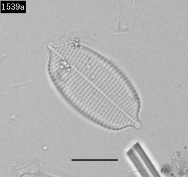 珪藻綱の一種（Bacillariophyceae）