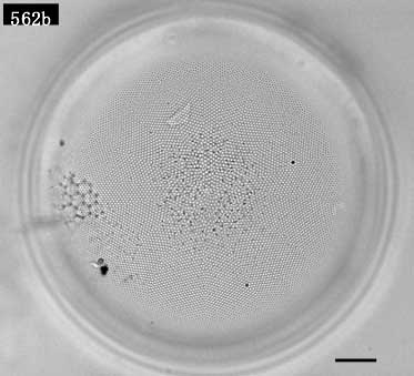 Thalassiosira sp