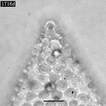 Triceratium favus