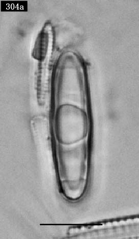 Grammatophora sp.