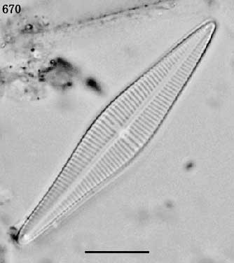 Gomphonema gracile基本種
