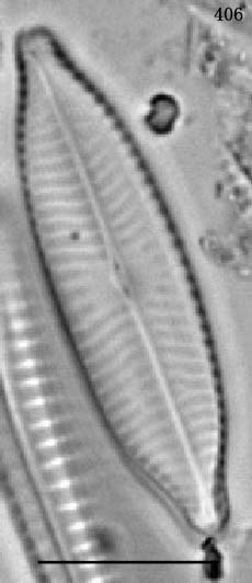 Navicula amphiceropsis