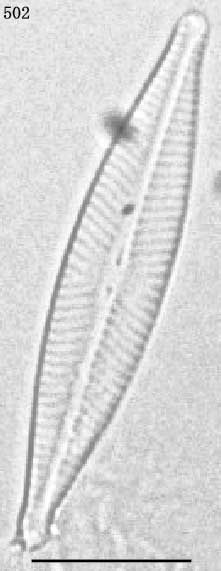 Navicula cryptocephala
