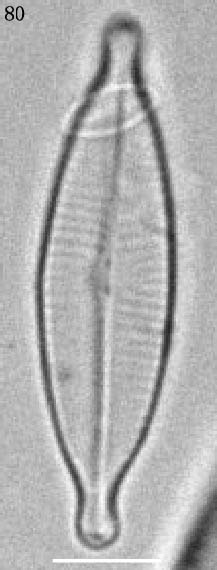 Navicula gregaria