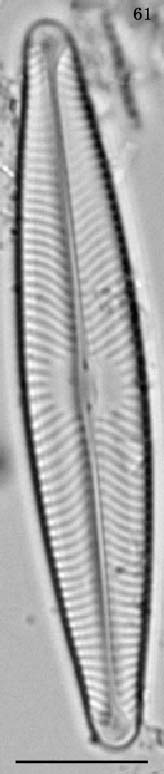 Navicula lanceolata