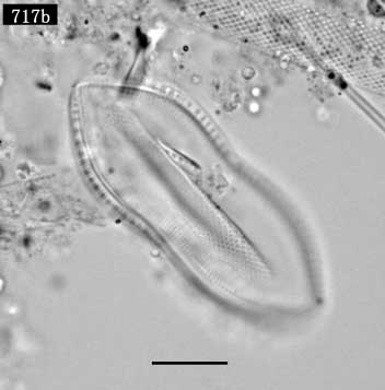 Psammodictyon sp.