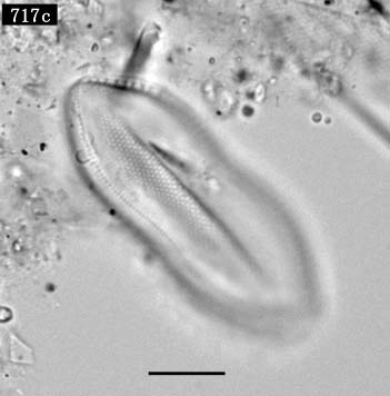 Psammodictyon sp.