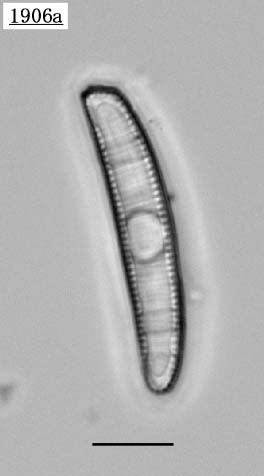 Grammatophora sp.(arculata?)
