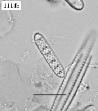 クラシデンティクラ属(Crucidenticula nicobarica)