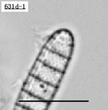 feBNvVX(Denticulopsis sp.)