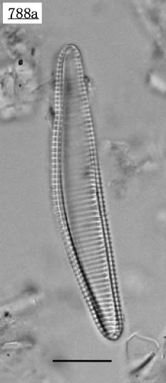 フラジラリオプシス属（Fragilariopsis doliolus)