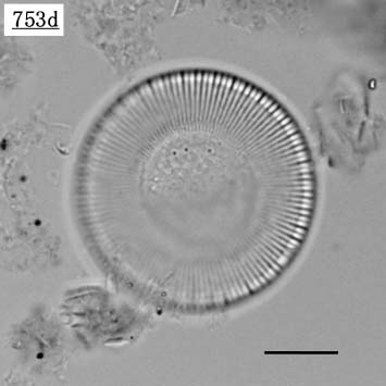キクロテラ属(Cyclotella litoralis）