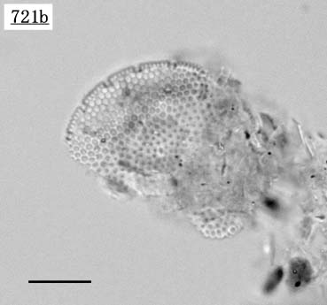 アツペイティア属(Azpeitia neocrenulata)