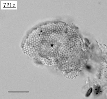 AcyCeBA(Azpeitia neocrenulata)