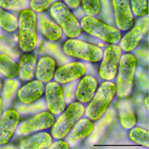 シネココックス (Synechococcus sp.) の画像