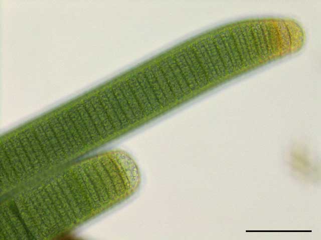 ユレモ （Oscillataria sp.） の画像