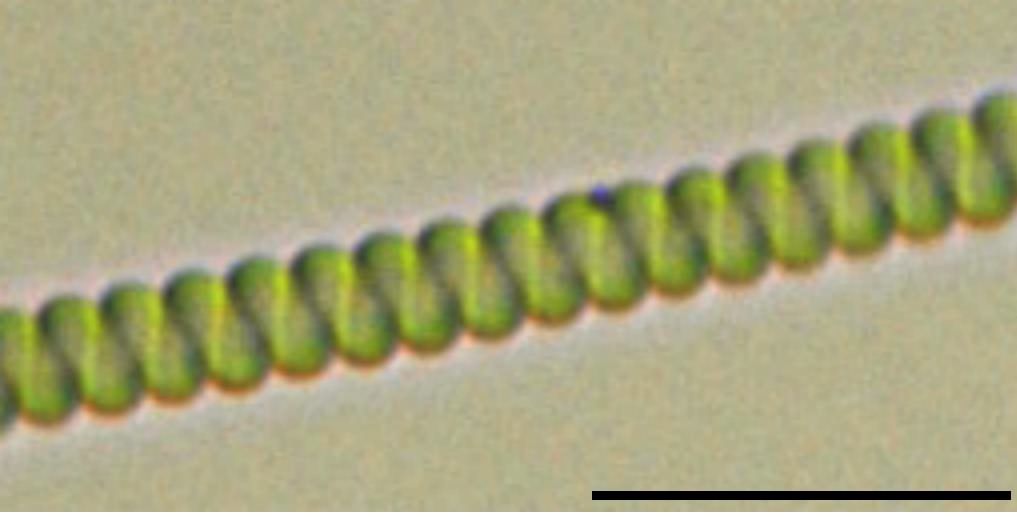 ラセンモ (Spirulina sp.)の画像
