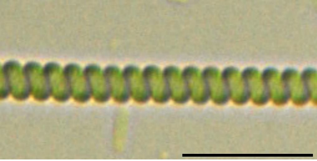 ラセンモ (Spirulina sp.)の画像