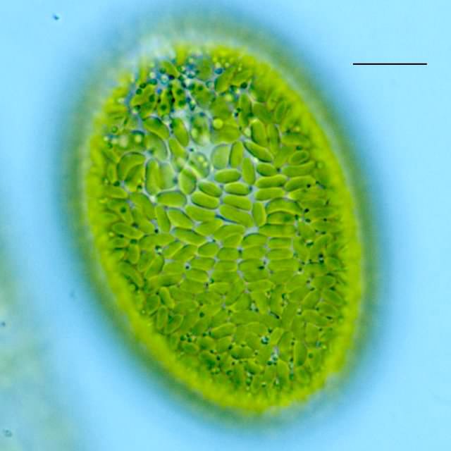ラフィド藻類の不明種（淡水生）の画像
