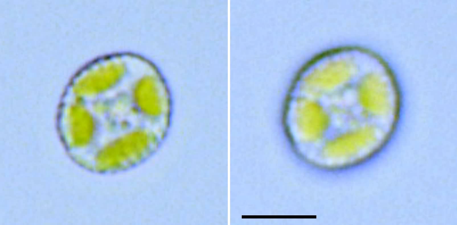 クロロギッバ （cf. Chlorogibba sp.） の画像