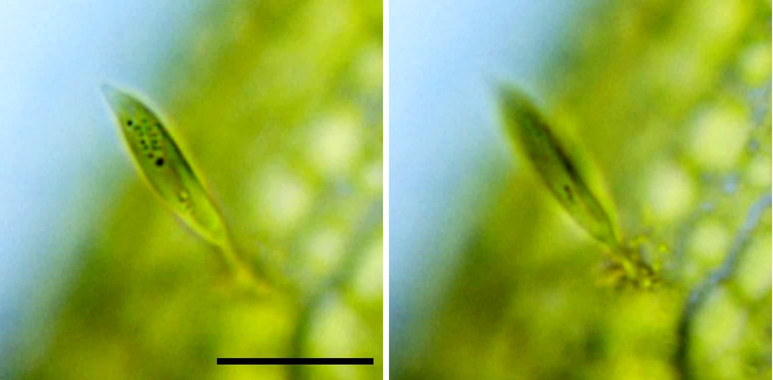 カラキオプシス　（Characiopsis sp.）の画像