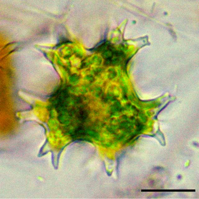 黄緑色藻類の不明種の画像