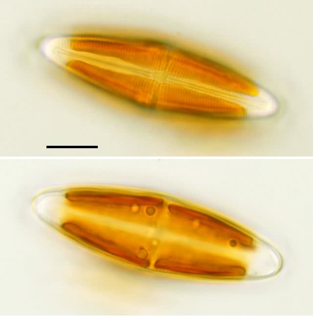 パルリベルス （Parlibellus sp.）の画像