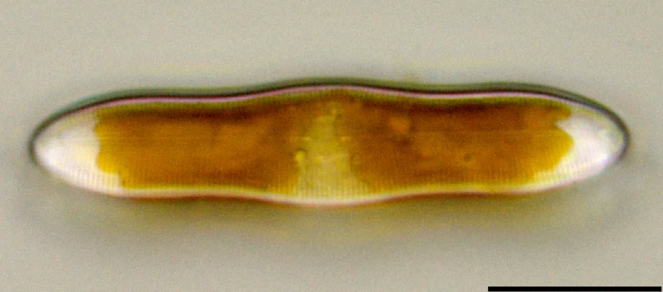 カロネイス （Caloneis sp.）の画像