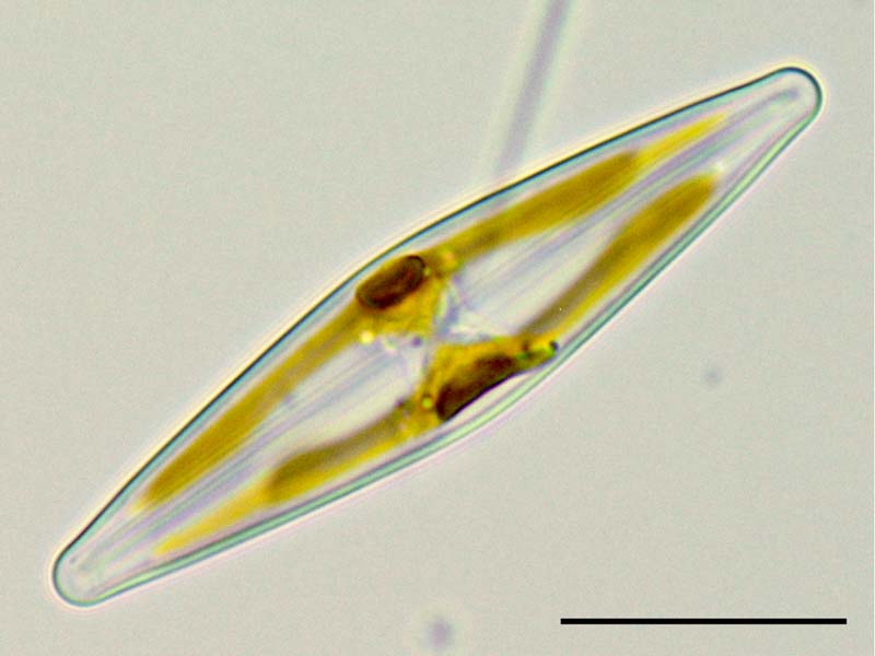 フルスツリア (Frustulia sp.）の画像