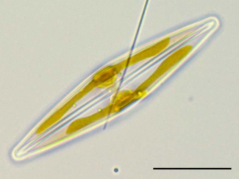 フルスツリア (Frustulia sp.）の画像