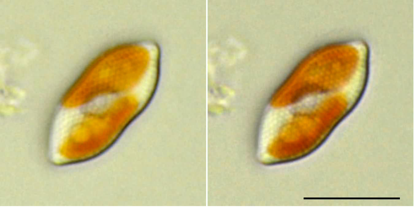 プサムディクチオン （Psammodictyon sp.）の画像
