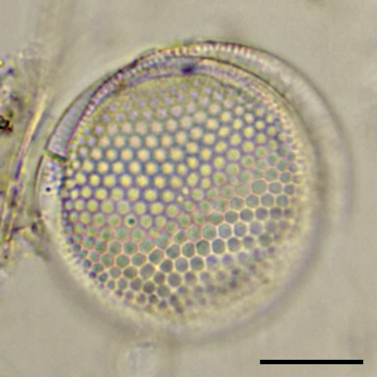 Shionodiscus biporus の画像