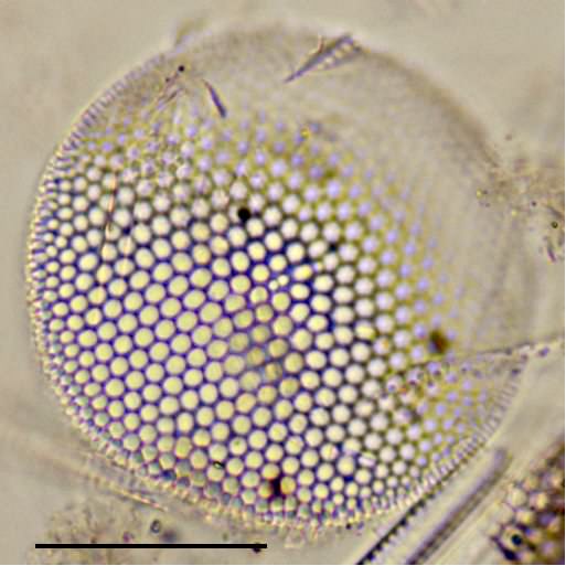 Shionodiscus biporus の画像