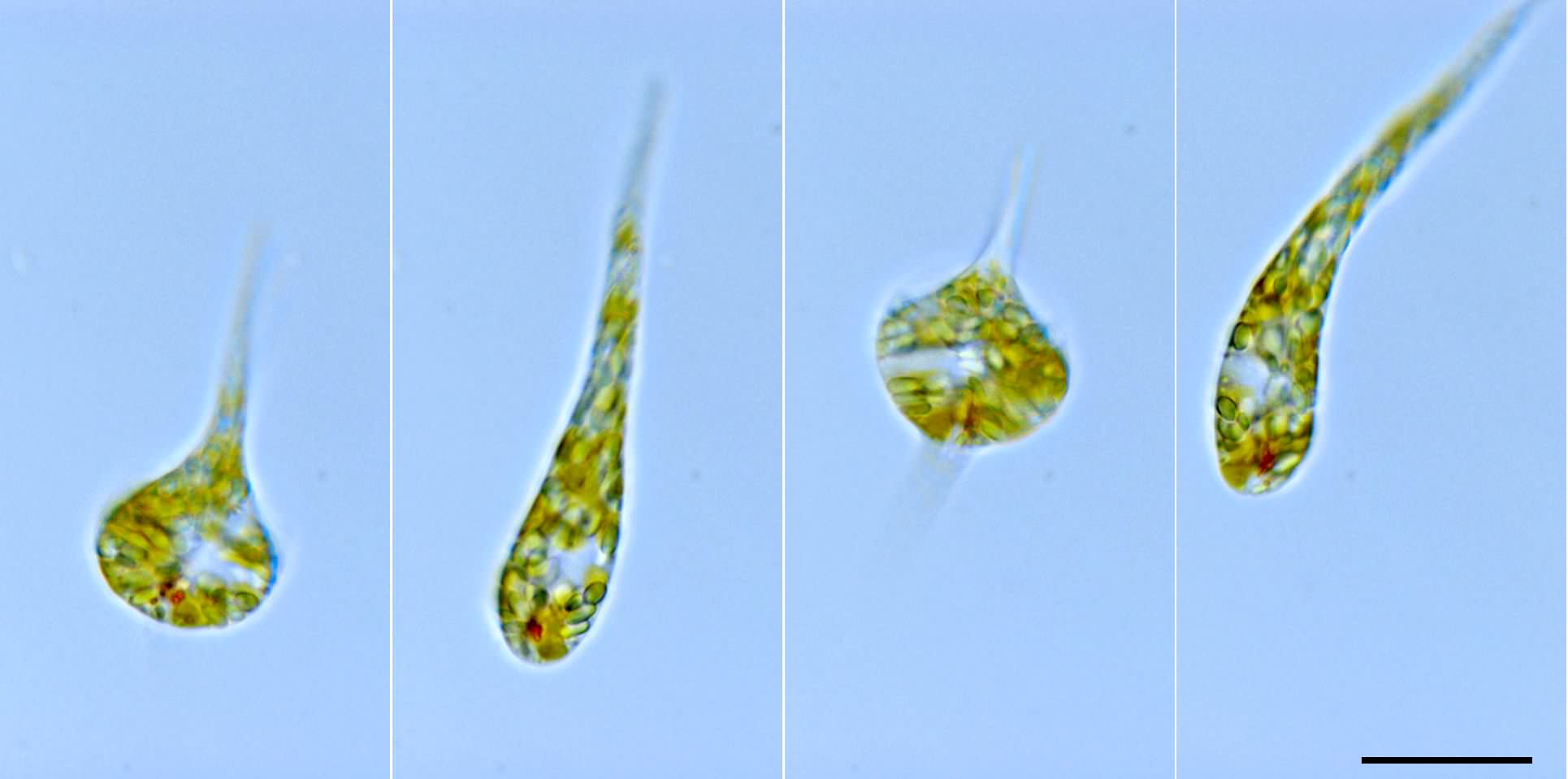 海生のミドリムシ藻類の画像