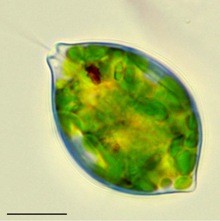 ニセウチワヒゲムシ（Lepocinclis sp.） の画像