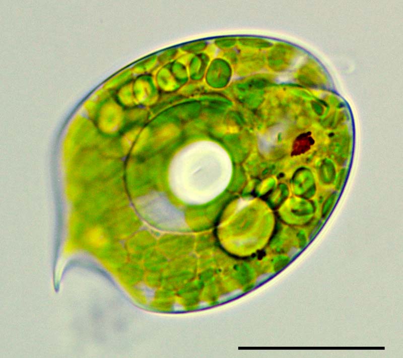 ウチワヒゲムシ（Phacus sp.）の画像