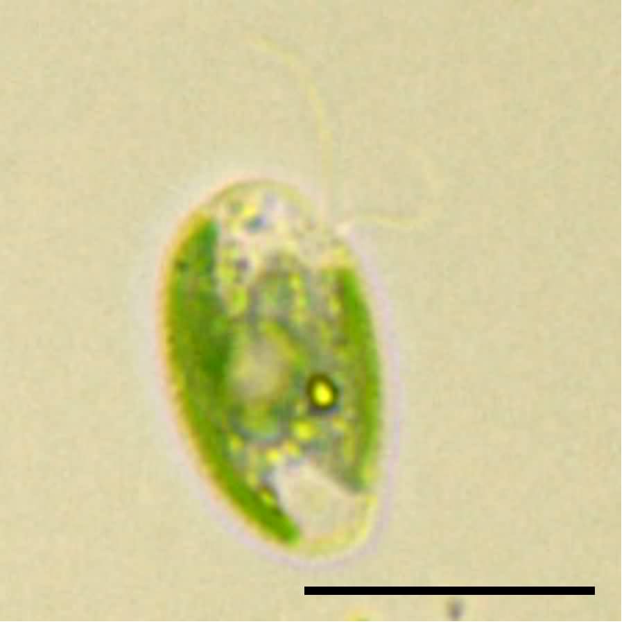 クロオモナス （Chroomonas sp.）の画像
