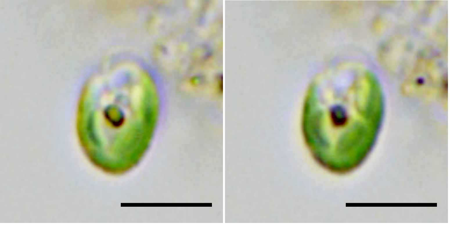 クロオモナス （Chroomonas sp.）の画像