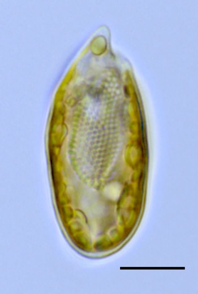 クリプトモナス （Cryptomonas sp.）の画像
