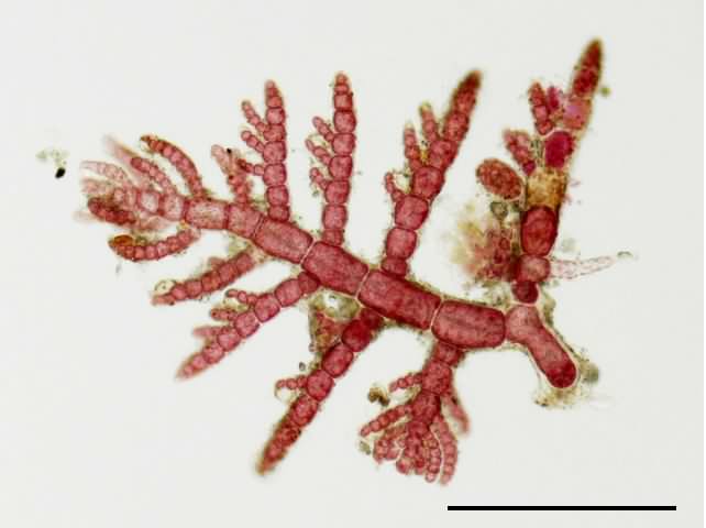 紅藻の不明種の画像