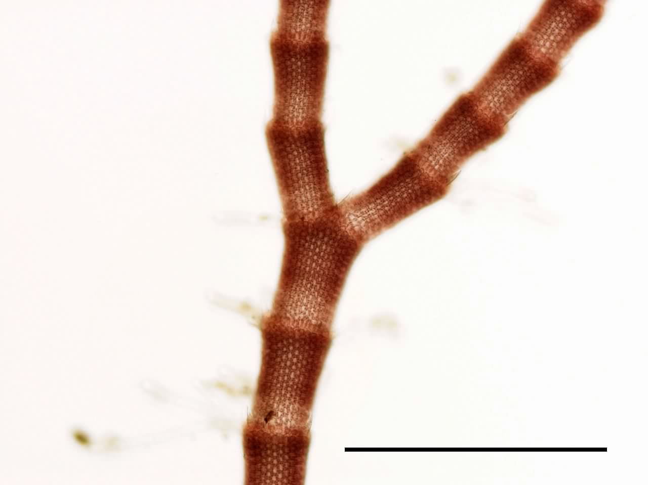 トゲイギス （Centroceras sp.）の画像