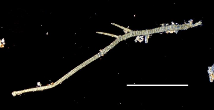 淡水生紅藻　オオイシソウの断片（枝部）の画像