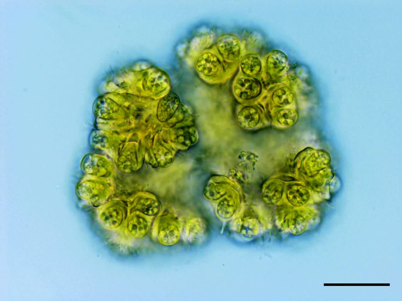 ボツリオコッカス（Botryococcus sp）の画像