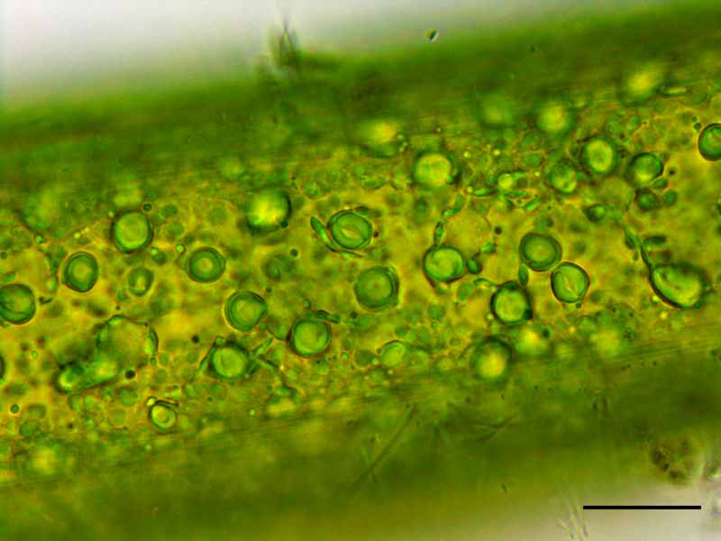 シオグサ （Cladophora sp.）の画像