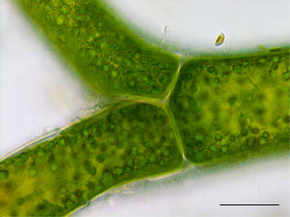 シオグサ （Cladophora sp.）の画像